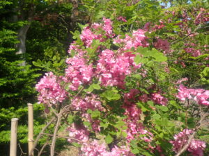 ピンクの花のローズアカシア