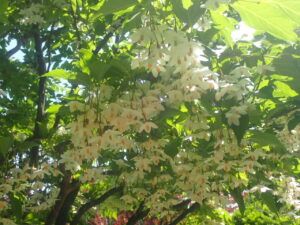 白い小さな花のエゴノキ