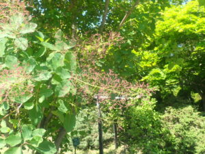 茶色のふわふわしたスモークツリー