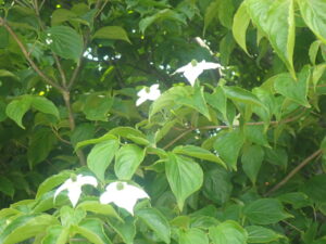 白い花のヤマボウシ