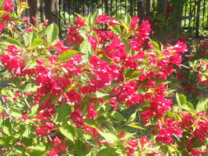 赤い花のベニウツギ