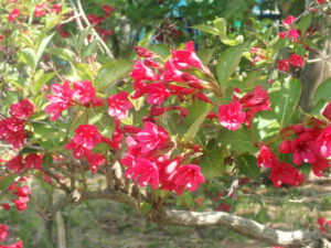 赤い花のバイカウツギ