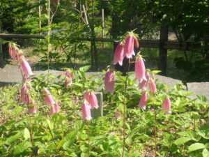 釣鐘のようなヤマホタルフクロウソウ