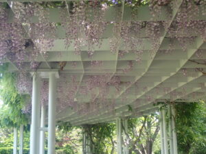 フジ棚の満開のフジ