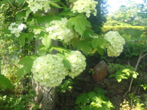薄緑色のテマリカンボク