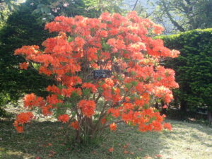 オレンジ色のカバレンゲ