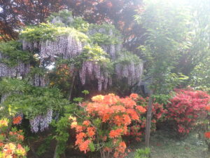 満開の紫色のフジ