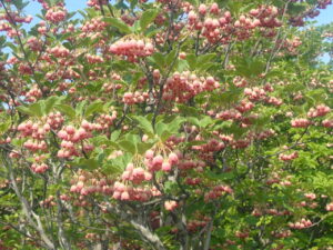 サラサドウタン