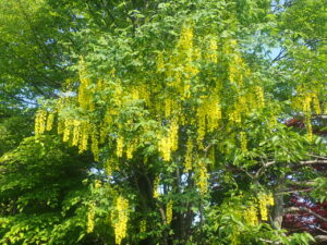 黄色い花のキングサリ