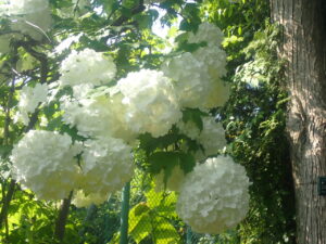 白い手毬のようなテマリカンボク