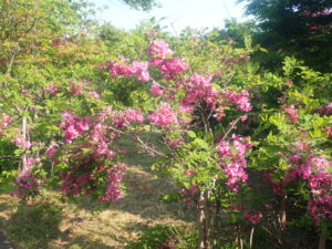 ピンクの花のローズアカシア