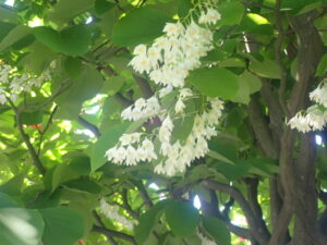 白い花のハクウンボク