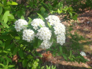 白い小さい手毬のようなコデマリ