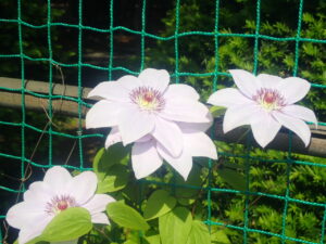 白い花のクレマチス