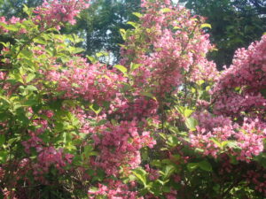 ピンクの花のタニウツギ