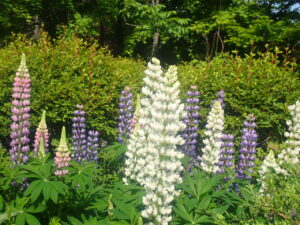 白や紫のルピナス