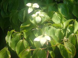 白い花のヤマボウシ