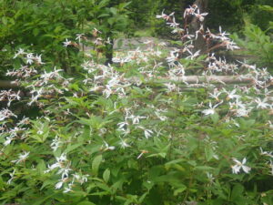 白い花のミツバシモツケ