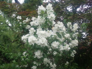 白い花のバイカウツギ