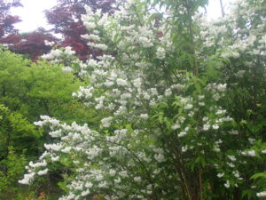 白い小さな花のツカサウツギ