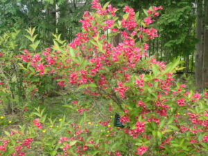 赤い花のベニウツギ