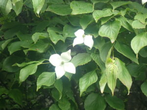 白い花のヤマボウシ