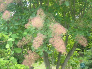 茶色のふわふわしたスモークツリー