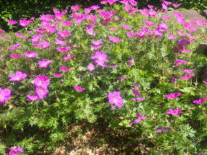 ピンクの花のアケボノフクロウソウ