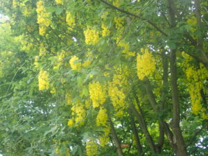 黄色い花のキングサリ