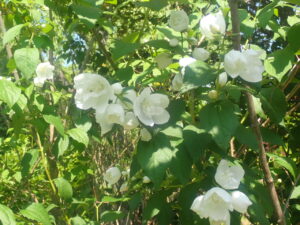 白い花のバイカウツギ