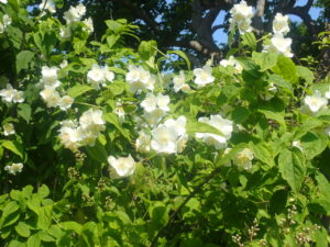 白い花のバイカウツギ