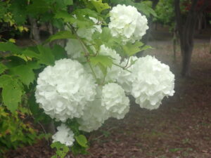白い手毬のようなタマリカンボク