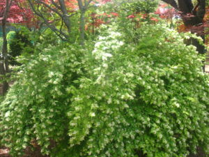 白い小さな花のコゴメウツギ