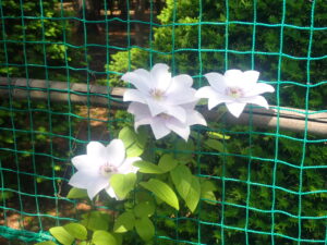 薄いピンク色のクレマチス