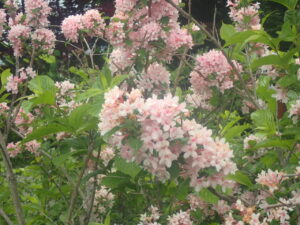 薄いピンクンのタニウツギ