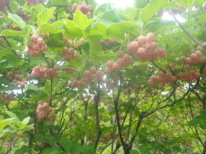 鈴のような花のサラサドウダン