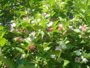 白とピンクのタニウツギ