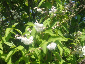 白い小さな花のツカサウツギ