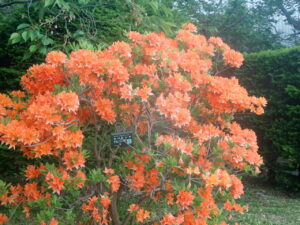 オレンジのカバレンゲ