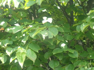 白い花のヤマボウシ