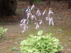 紫色のギボウシ