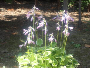 紫色のギボウシ