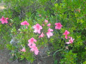 ピンクの小さい花のサツキ