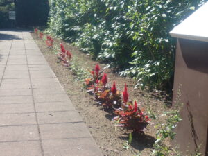 赤い花のケイトウ