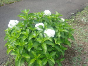 白のアジサイ