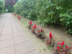 赤い花のケイトウ