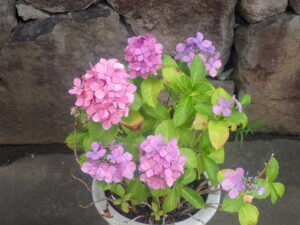 ピンクのアジサイ