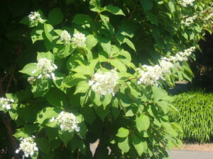 白い花のノリウツギ