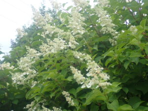 白い花のノリウツギ