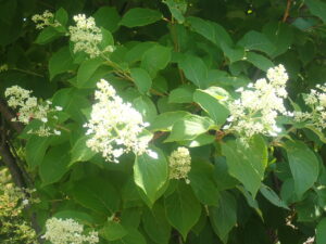 白い花のノリウツギ